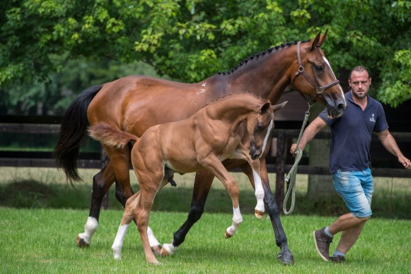 Ustralia with foal Explosive (Eternity du Seigneur) who became approved BWP stallion