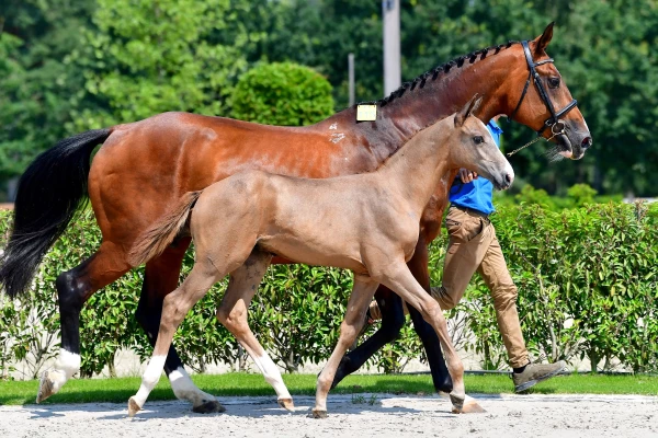 Ustralia with foal Caribbean (stallion 2021) out of Caribis Z