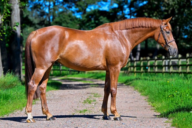 Odessa (A Big Boy x Clearway) is sold