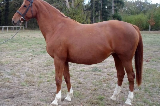 Breeding mare Topaze Tame sold